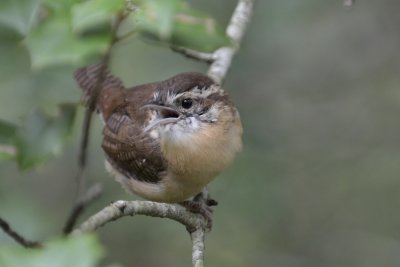 Carolina Wren