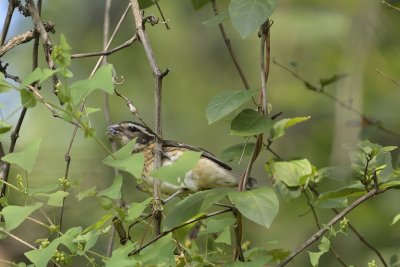 Rose-breasted Grosbeak