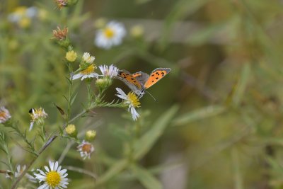 American Copper Butterfly