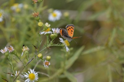 American Copper Butterfly