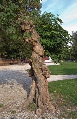 Paper Mulberry Tree