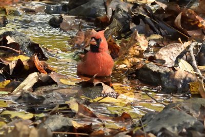 Immature Male Cardinal