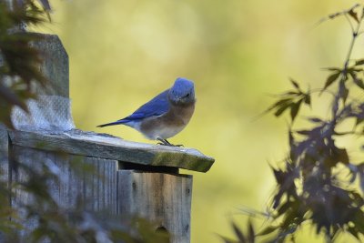 Eastern Bluebird (Male)