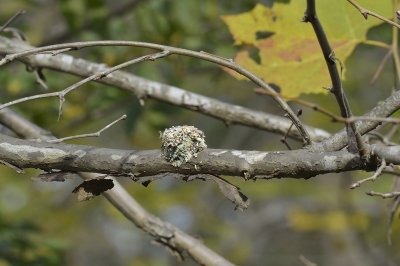 Hummingbird's Nest