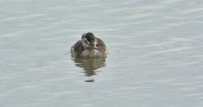 Ruddy Duck (Female)