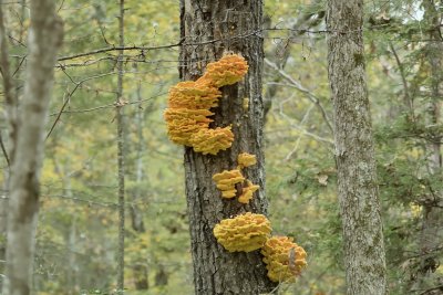 Oak Tree Bracket Fungus