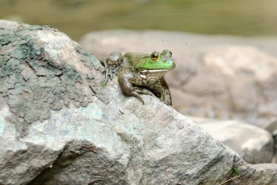 Creek-Side-Frog