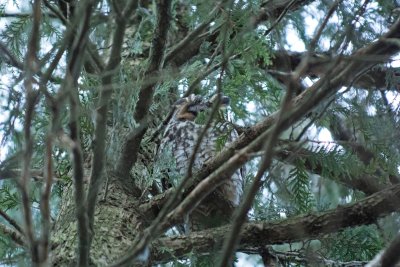 Long-eared Owl