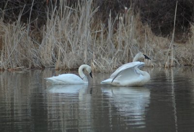 Swans at Airlie