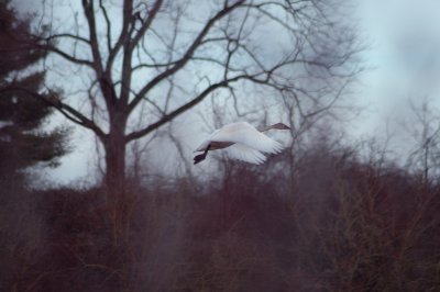 Swan in Flight