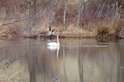 Geese Keeping Guard