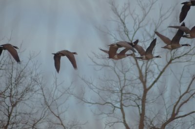 Canada Geese on-the-wing