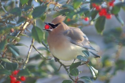 Cedar Waxwing with Holly Berry