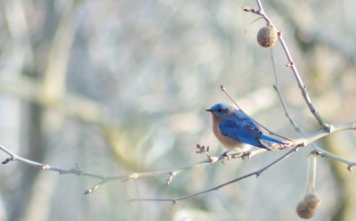 Bluebird on the Left