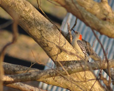 Red-bellied Woodpecker (Female)