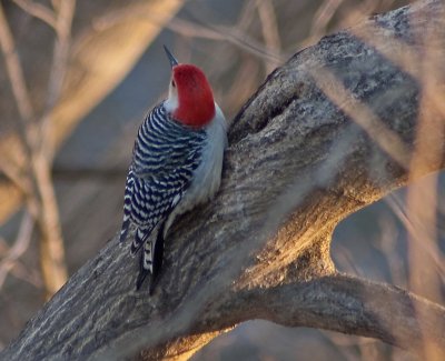 Male Red-Bellied Woodpecker