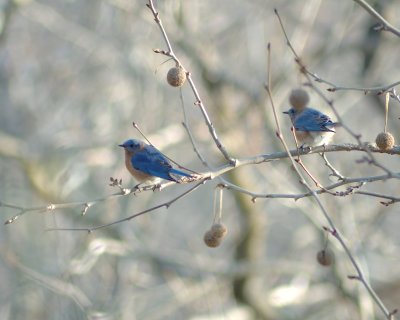 Eastern Bluebirds