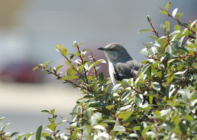 Common Mockingbird - Male