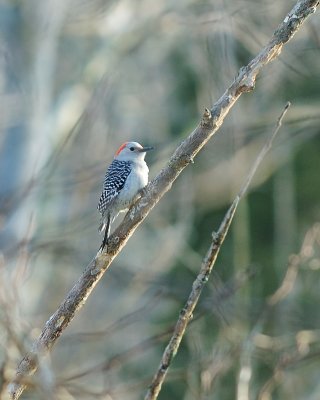 Female Red-Bellied Woodpecker