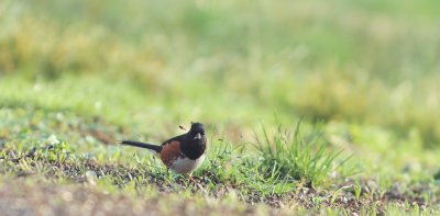 Eastern Towhee (Male)