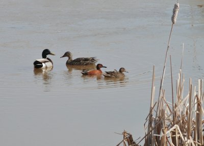 Western Ducks