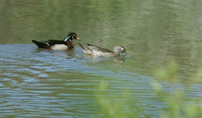 Pair of Wood Ducks