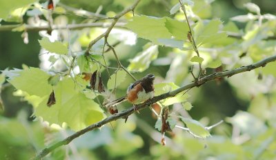 Eastern Towhee (Female)