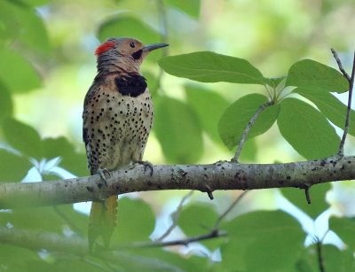 Northern Flicker - Yellow-shafted (Male)