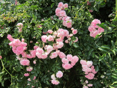 Himalayan roses