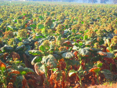 Tobacco fields in Anand
