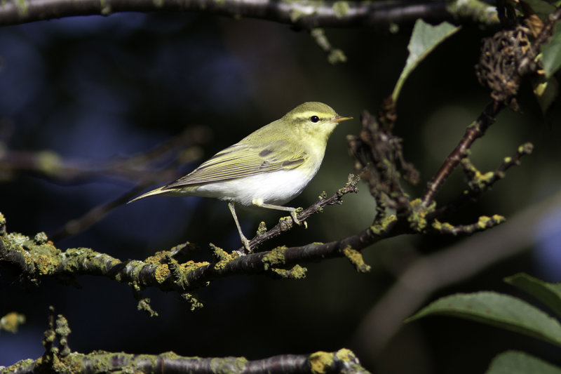 Grönsångare - Wood Warbler (Phylloscopus Sibilatrix)