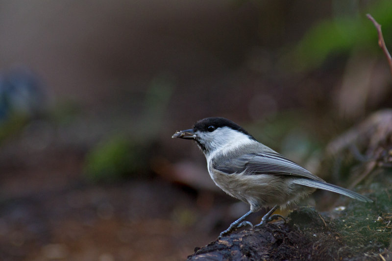 Talltita - Willow Tit (Poecile Montanus)