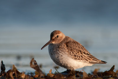 Vadare - Shorebirds