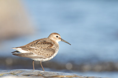 Kärrsnäppa - Dunlin (Calidris Alpina)