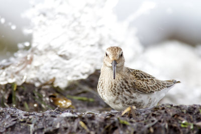 Kärrsnäppa - Dunlin (Calidris Alpina)