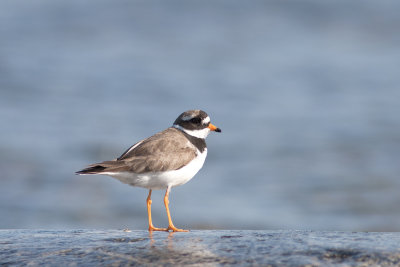 Större strandpipare - Common Ringed Plover (Charadrius Hiaticula)