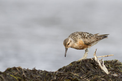 Kustsnäppa - Red Knot (Calidris Canutus)