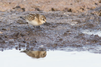 Småsnäppa - Little Stint (Calidris Minuta)