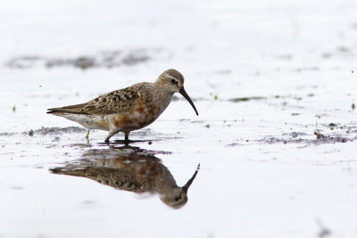 Spovsnäppa - Curlew Sandpiper (Calidris Ferruginea)