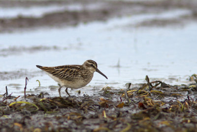 Myrsnäppa - Broad-billed Sandpiper (Calidris Falcinellus)