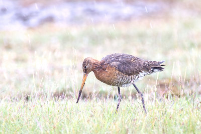 Rödspov - Black-tailed Godwit (Limosa Limosa)