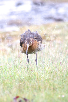 Rödspov - Black-tailed Godwit (Limosa Limosa)