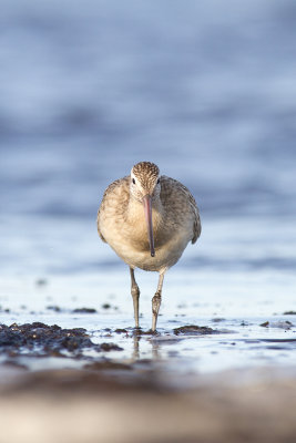 Myrspov - Bar-tailed Godwit (Limosa Lapponica)