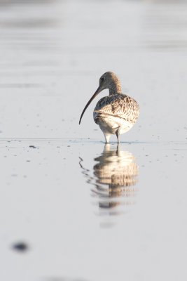 Storspov - Curlew (Numenius Arquata)