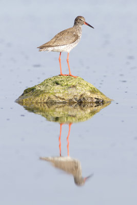 Rödbena - Common Redshank (Tringa Totanus)