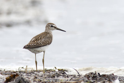 Grönbena - Wood Sandpiper (Tringa Glareola)