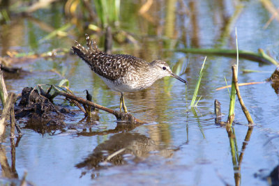 Grönbena - Wood Sandpiper (Tringa Glareola)