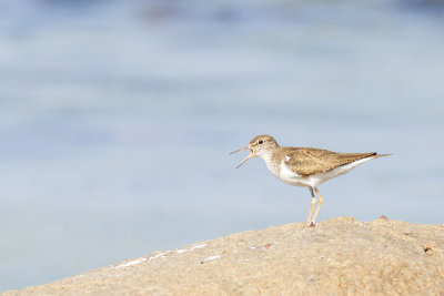 Drillsnäppa - Common Sandpiper (Actitis Hypoleucos)