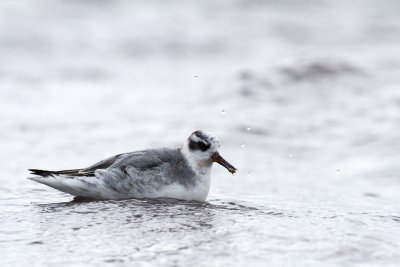 Brednäbbad simsnäppa - Red Phalarope (Phalaropus Fulicarius)