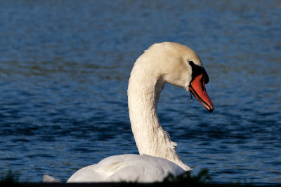 Knölsvan - Mute Swan (Cygnus Olor)